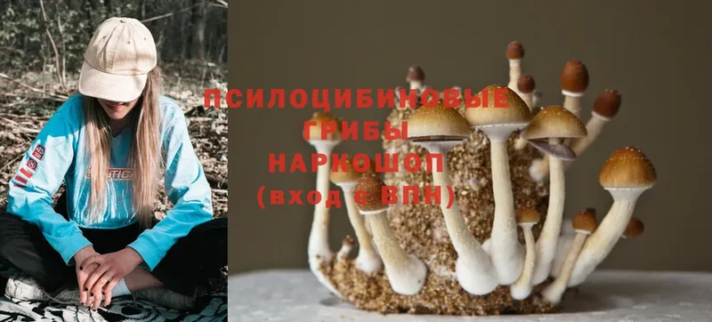 наркотики  Барыш  Галлюциногенные грибы Cubensis 